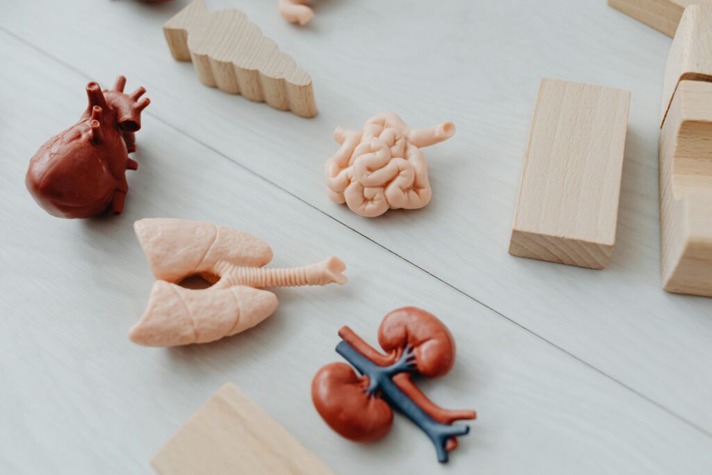 Close-up of anatomical organ models with wooden blocks, ideal for learning.